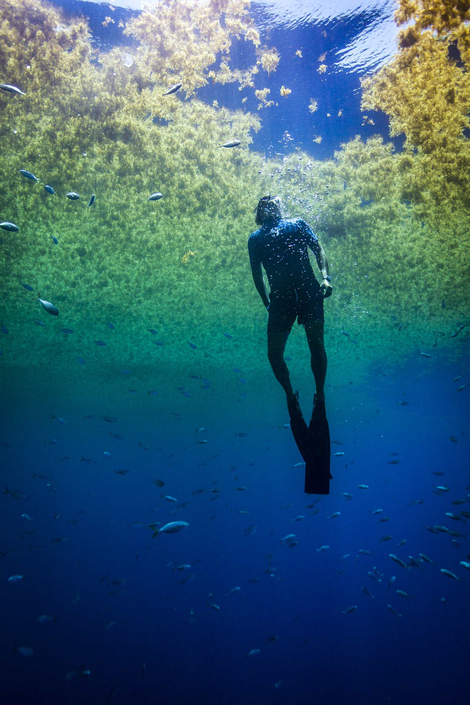 Plongée dans les Sargasses