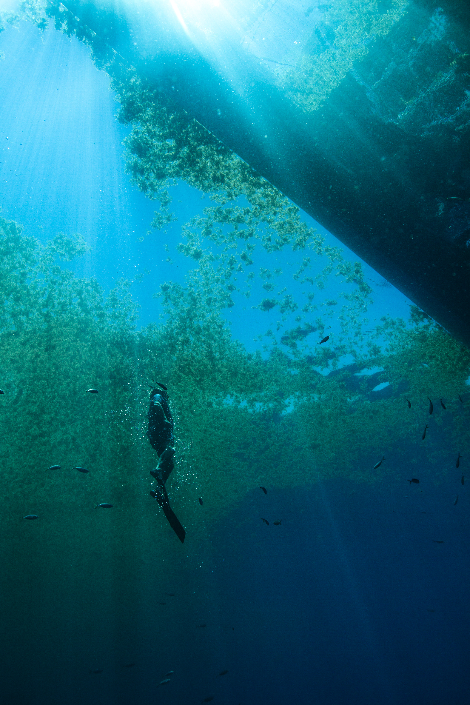 Diving in the Sargasso