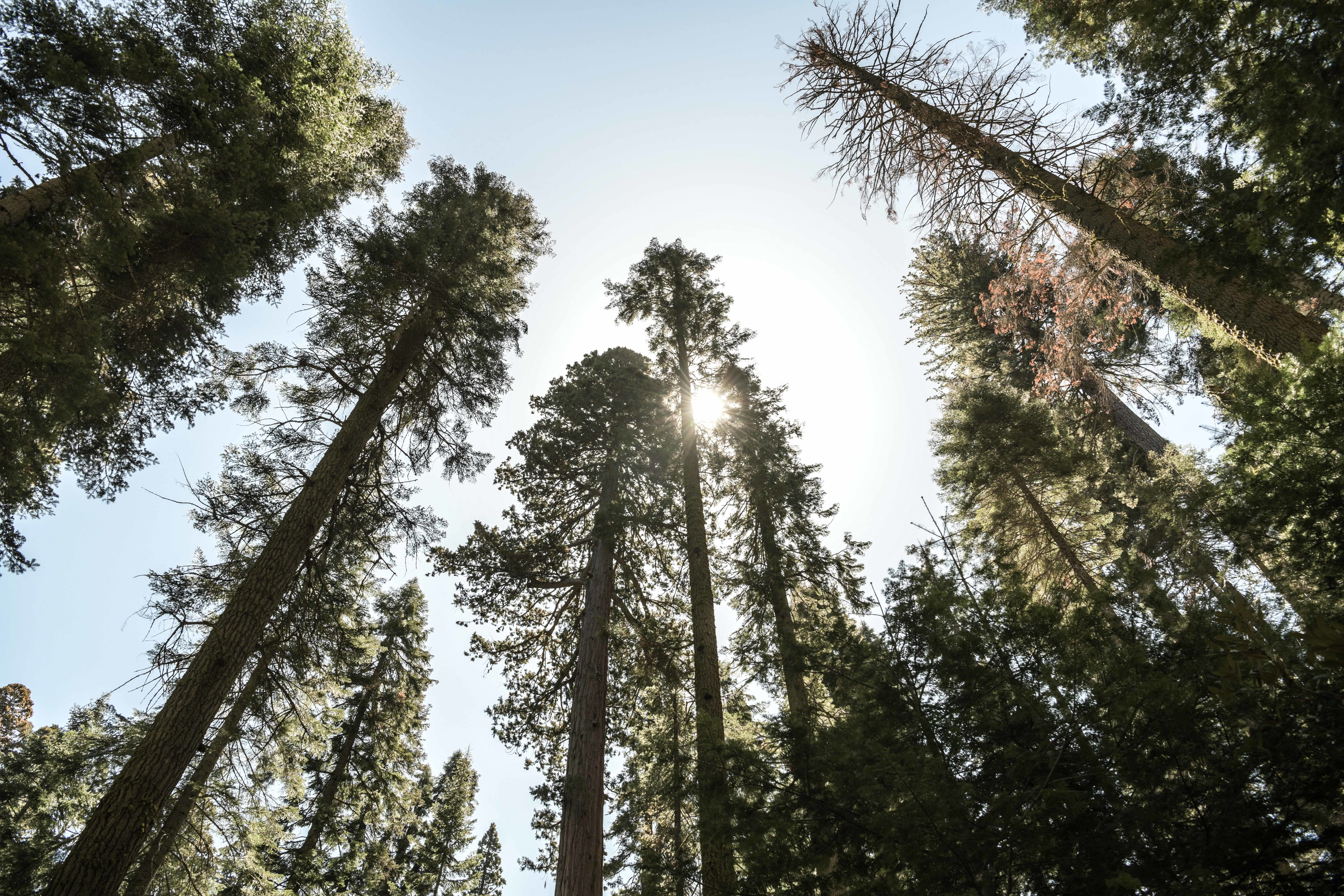 General Sherman Tree, National Sequoia Park, California