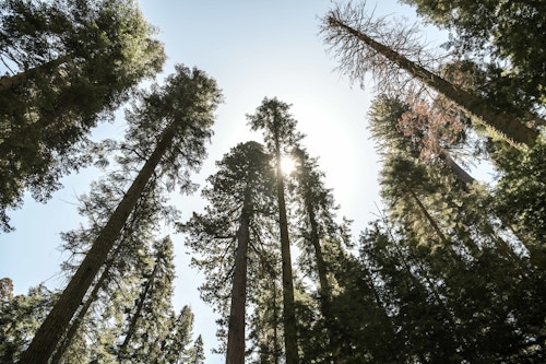General Sherman Tree, National Sequoia Park, California